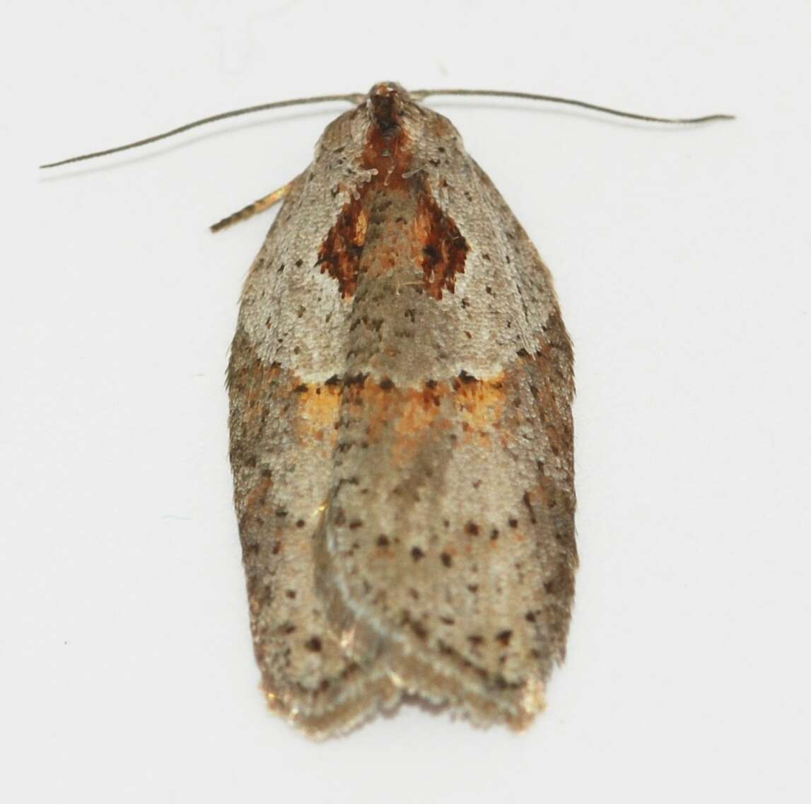 Image of Acleris maculidorsana Clemens 1864