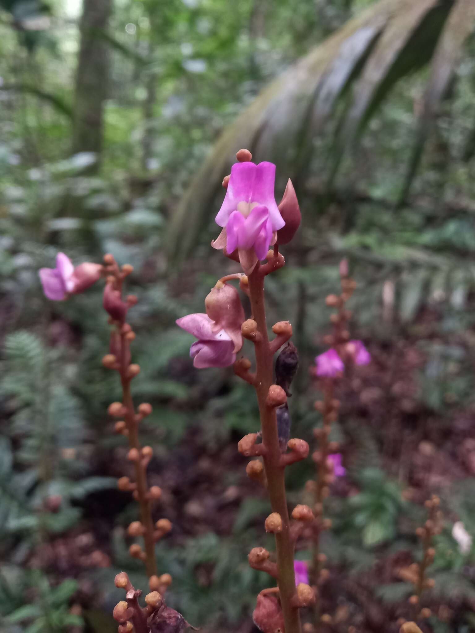 Plancia ëd Macropsychanthus macrocarpus