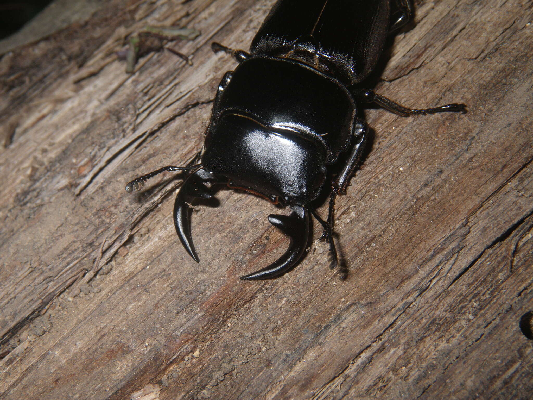 Image of Dorcus curvidens babai Fujita 2010