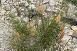 Imagem de Geochloa rufa (Nees) N. P. Barker & H. P. Linder