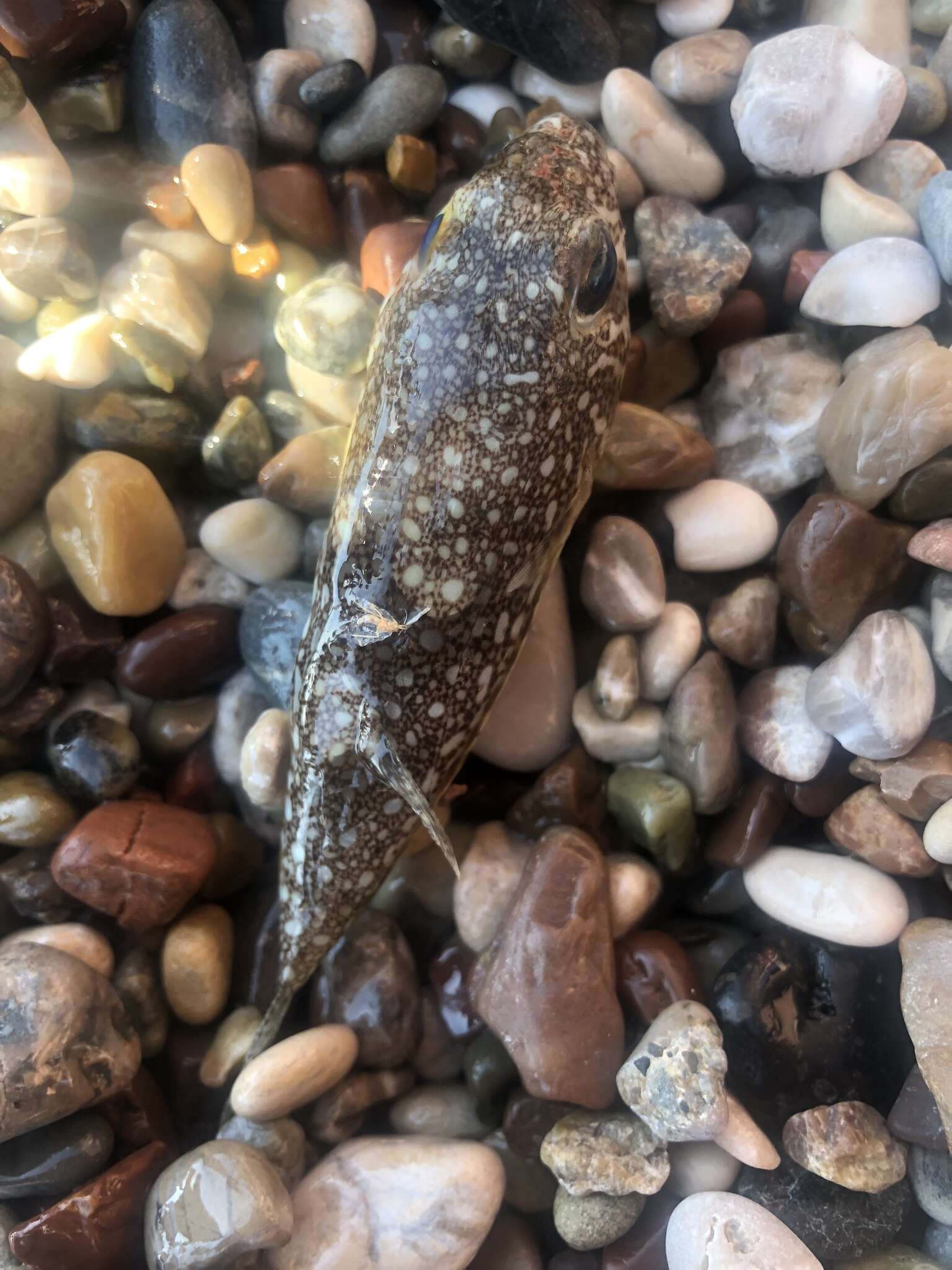 Image of Studded Pufferfish