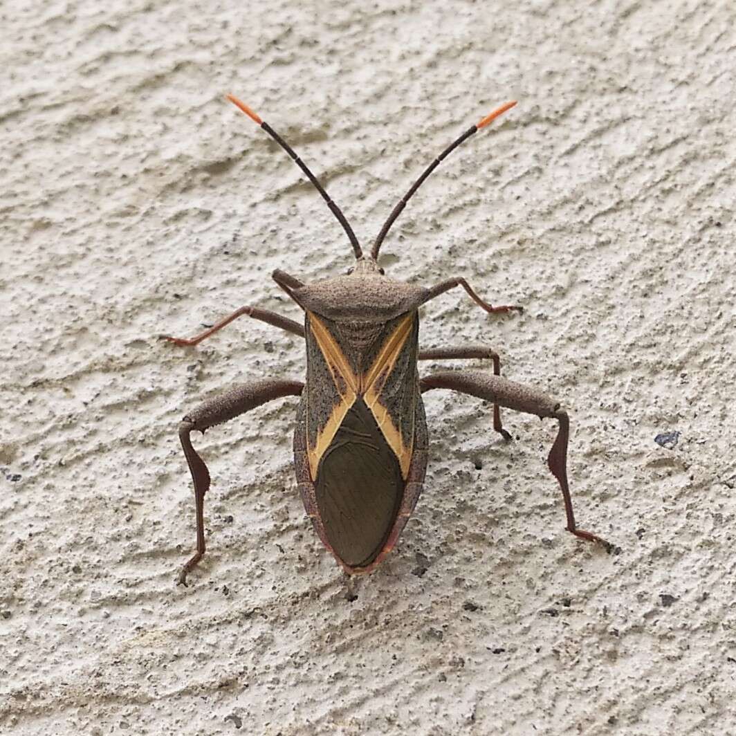 Image of Crusader bug