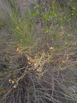 Imagem de Pseudobaccharis spartioides (Hook. & Arn.) Cabrera