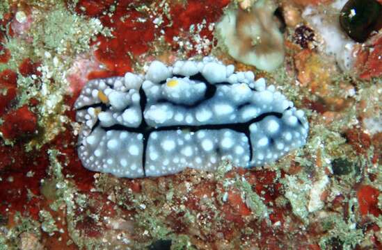 Image of Lumpy black grey orange slug