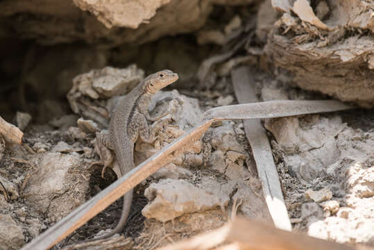 Image of Yanez's Lava Lizard