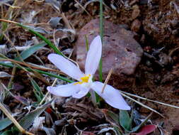 Image of Syringodea concolor (Baker) M. P. de Vos