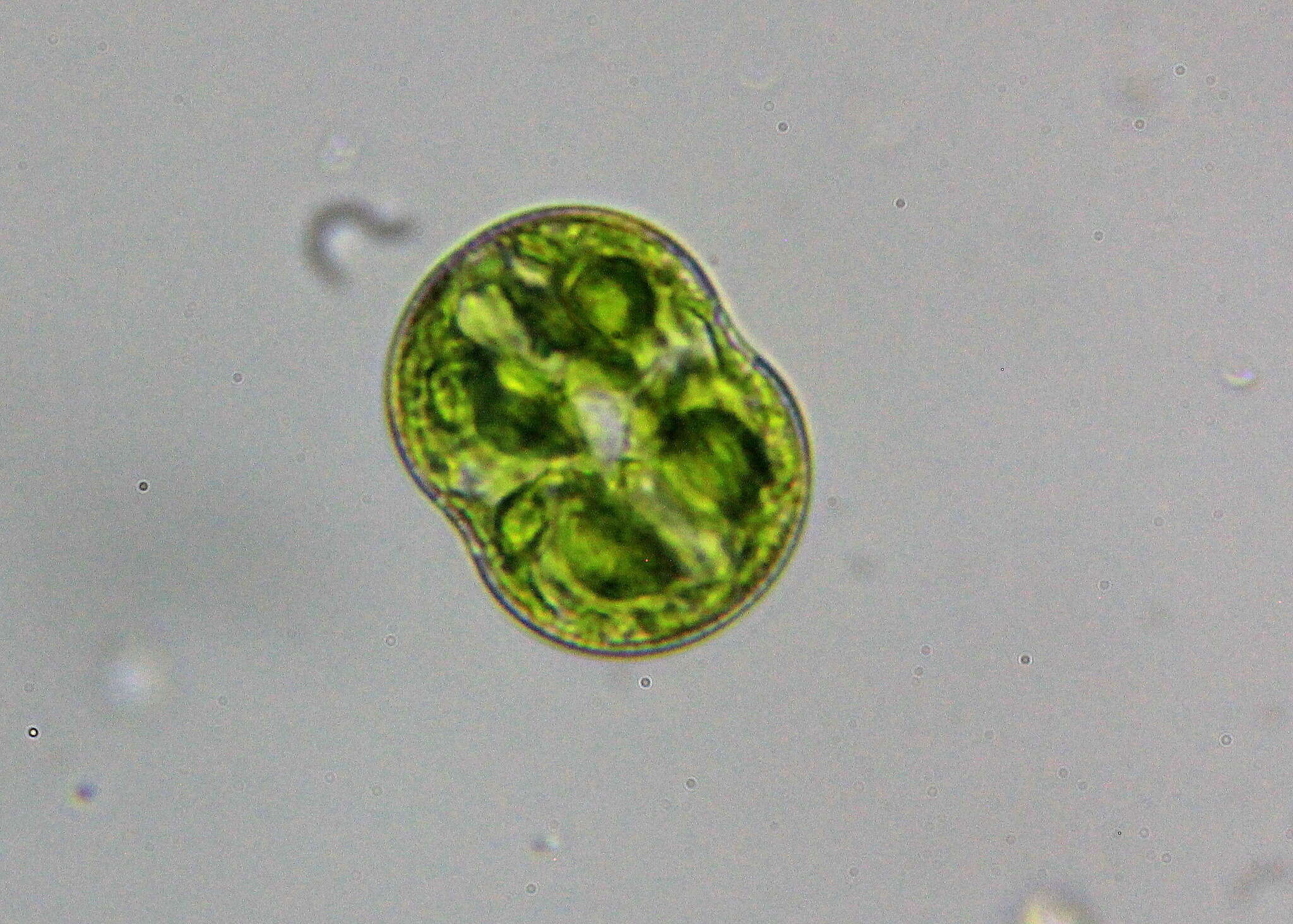 Image of Cosmarium pseudoconnatum