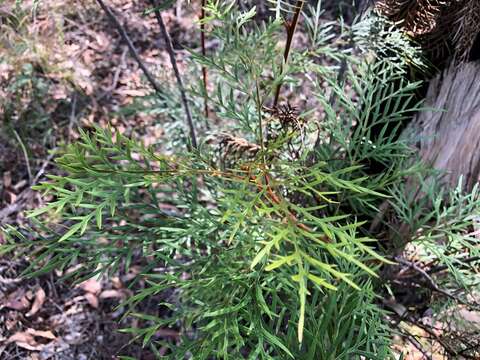 Imagem de Lomatia silaifolia (Sm.) R. Br.