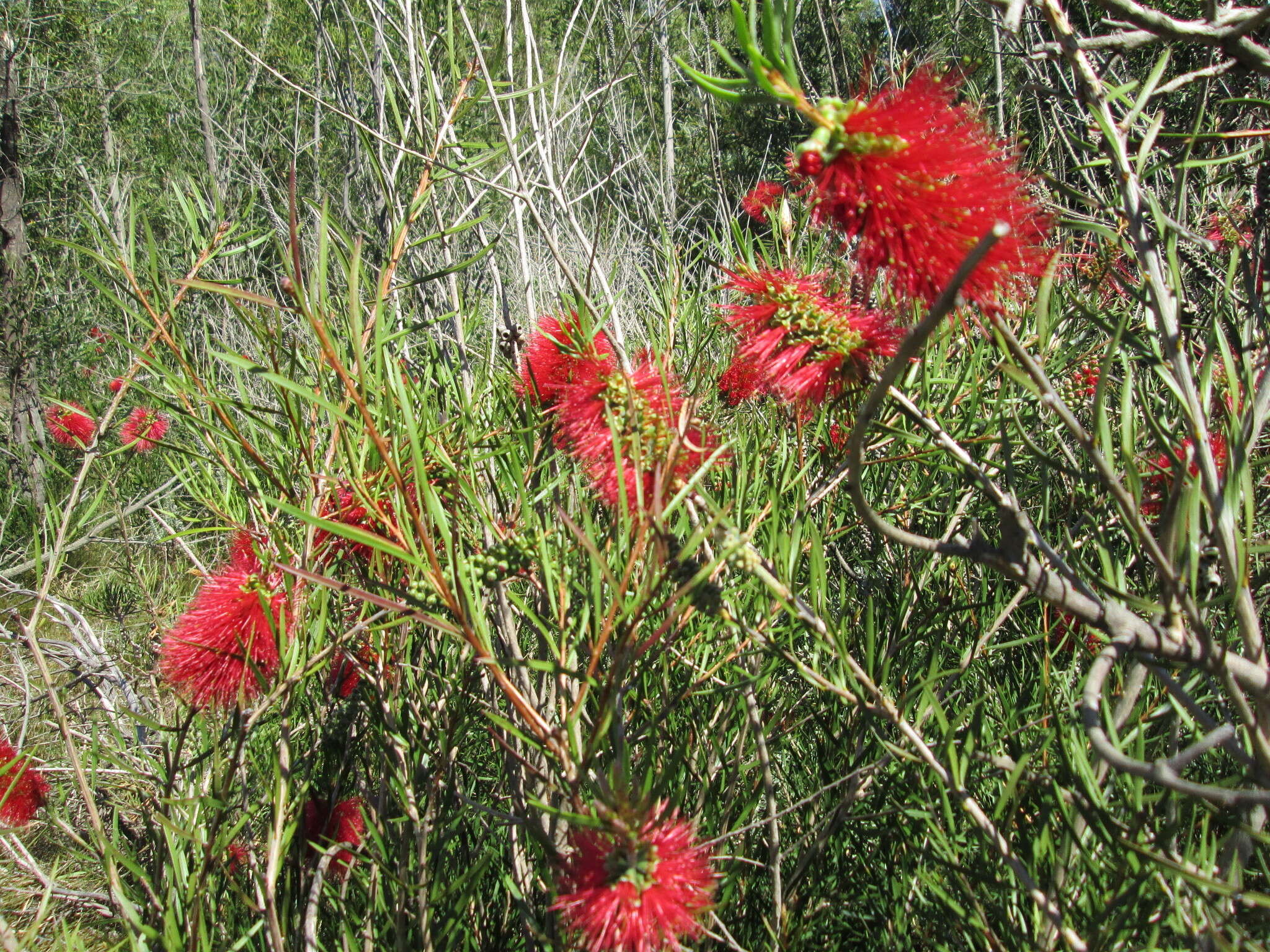 صورة Callistemon linearis (Schrad. & Wendl.) Colv. ex Sweet