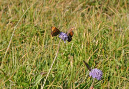 Image of Zapater’s Ringlet