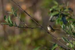 Image of Rufous-sided Pygmy Tyrant