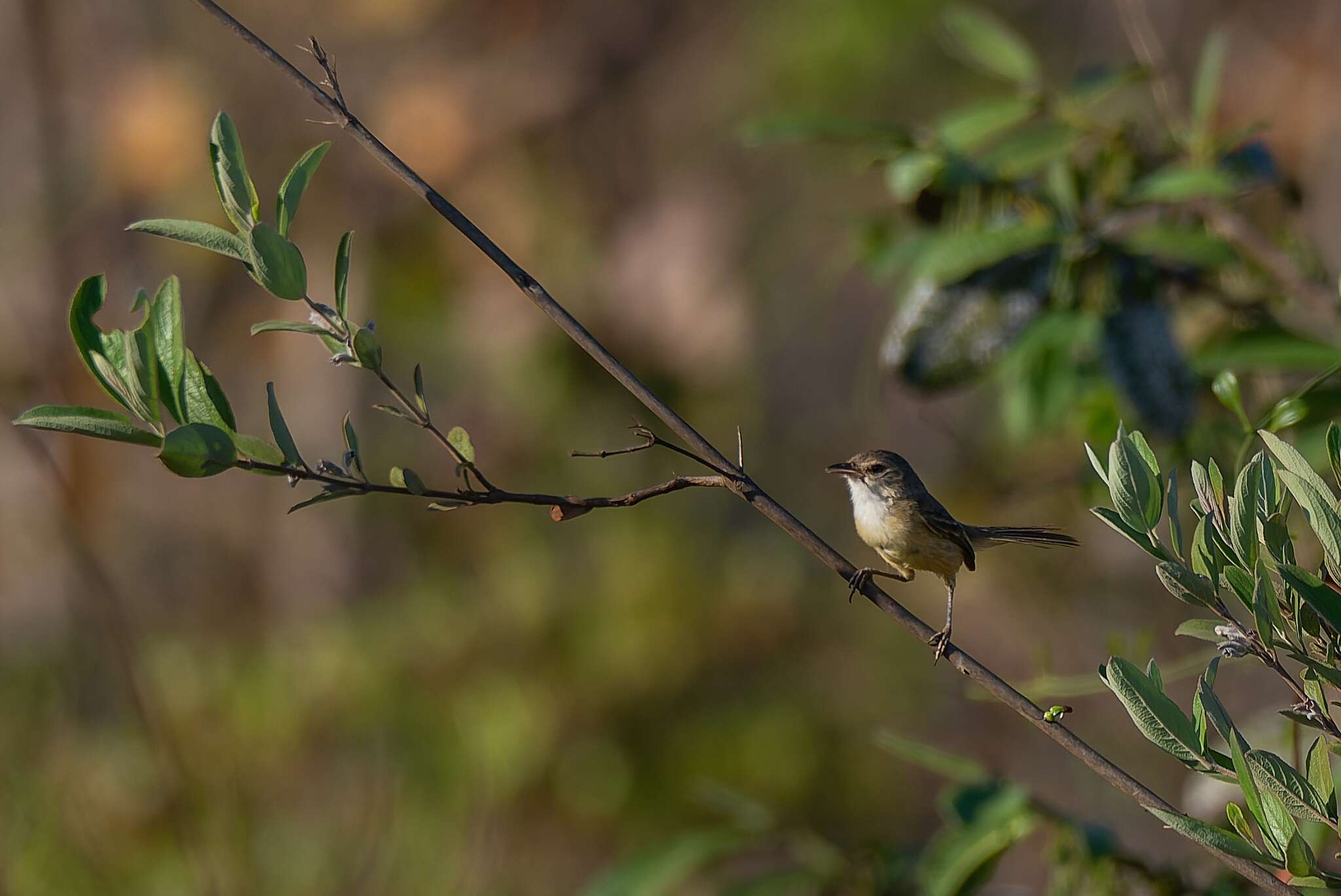 Image of Rufous-sided Pygmy Tyrant