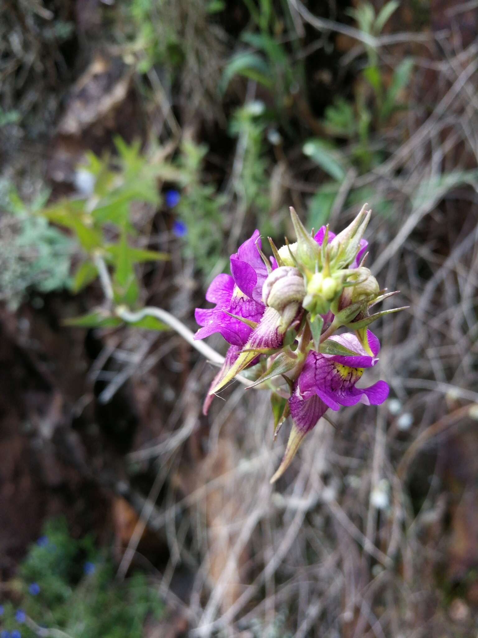 صورة Linaria triornithophora (L.) Willd.