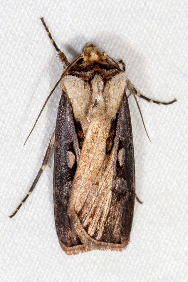 صورة Agrotis volubilis Harvey 1874