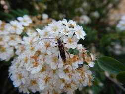 Image of Spruce Shortwing Beetle