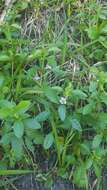 Image of Swamp Snakeherb