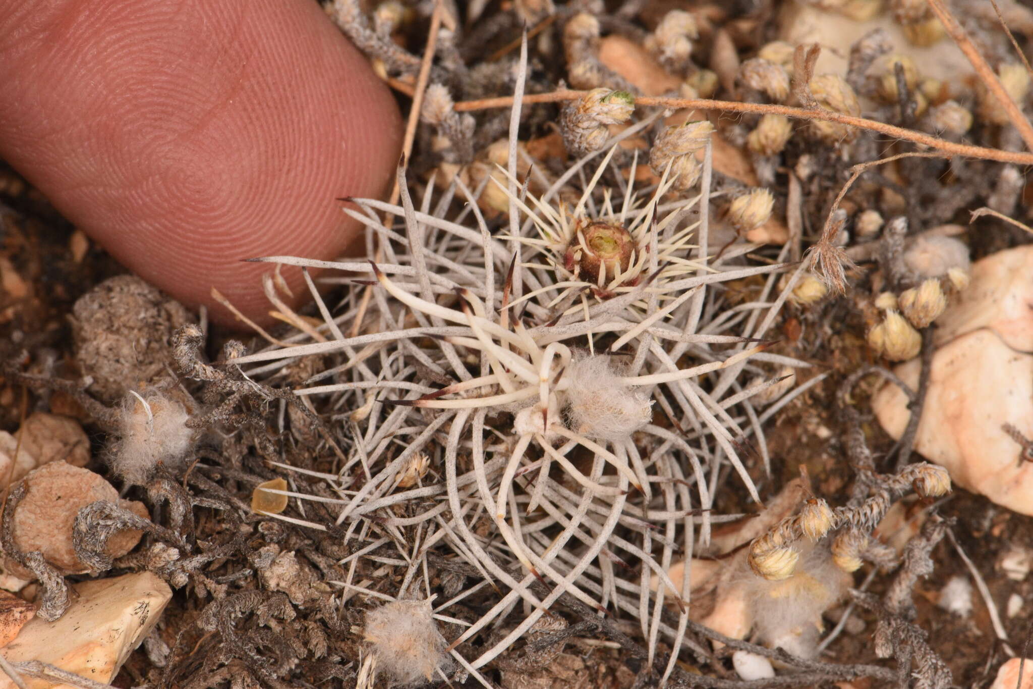 Image of Davis' green pitaya