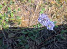 Image of Jasione montana subsp. montana