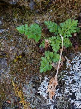 Sivun Cryptogramma sitchensis (Rupr.) Moore kuva