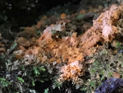 Image of Dog vomit slime mold