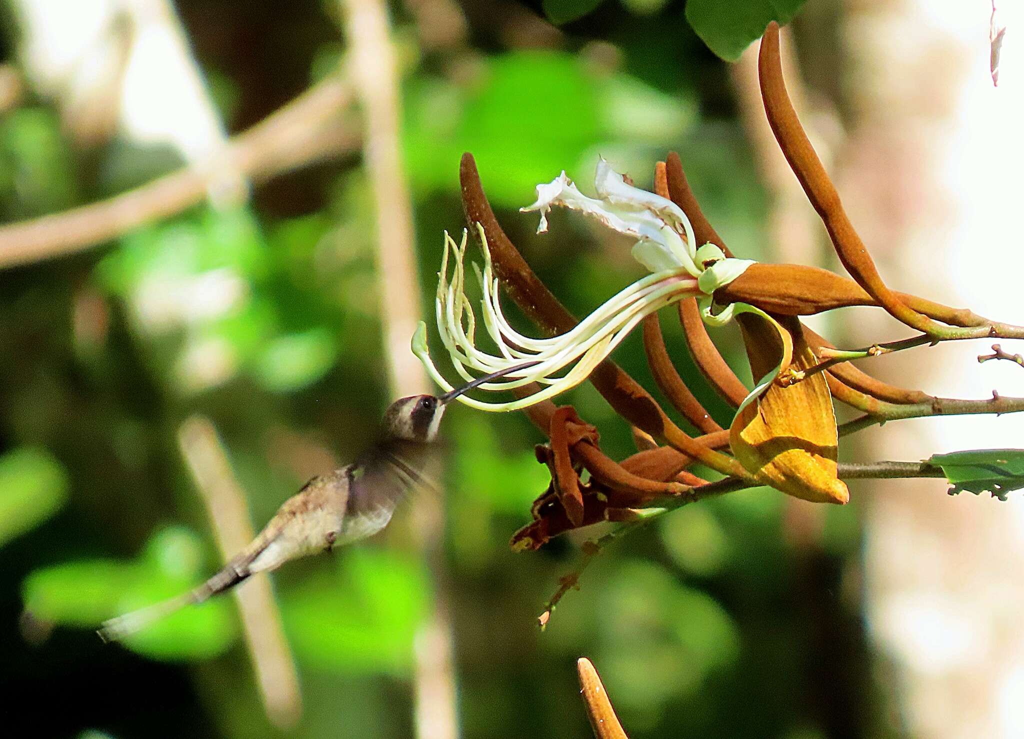 Image of Pale-bellied Hermit