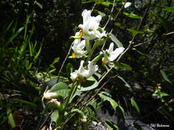 Plancia ëd Gavilea longibracteata (Lindl.) Sparre ex L. E. Navas