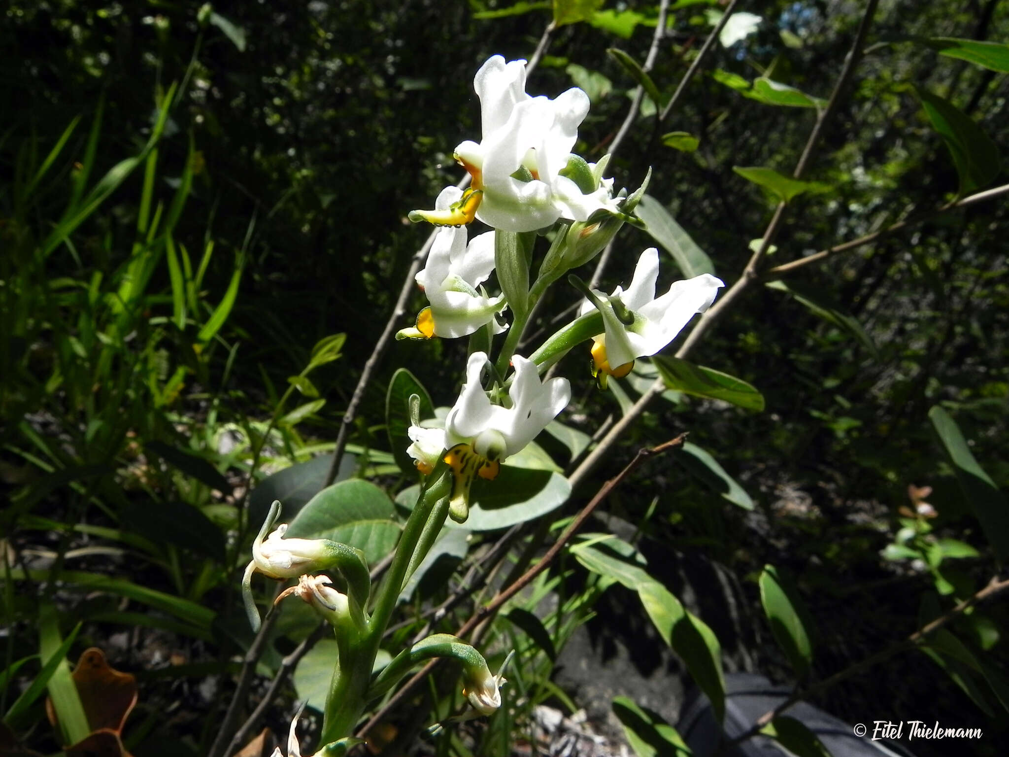 Plancia ëd Gavilea longibracteata (Lindl.) Sparre ex L. E. Navas