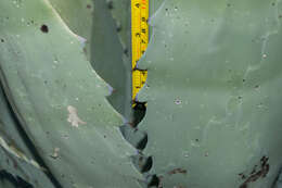 Image of Agave durangensis Gentry