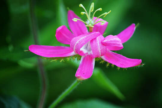 Imagem de Passiflora sublanceolata (Killip) J. M. Mac Dougal