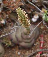 Crassula hemisphaerica Thunb. resmi