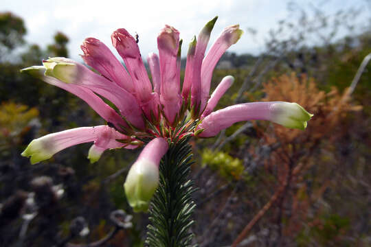 Plancia ëd Erica fascicularis L. fil.