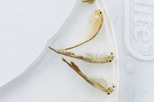 Image of Conservancy Fairy Shrimp