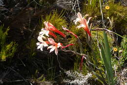 Image of Gladiolus miniatus Eckl.