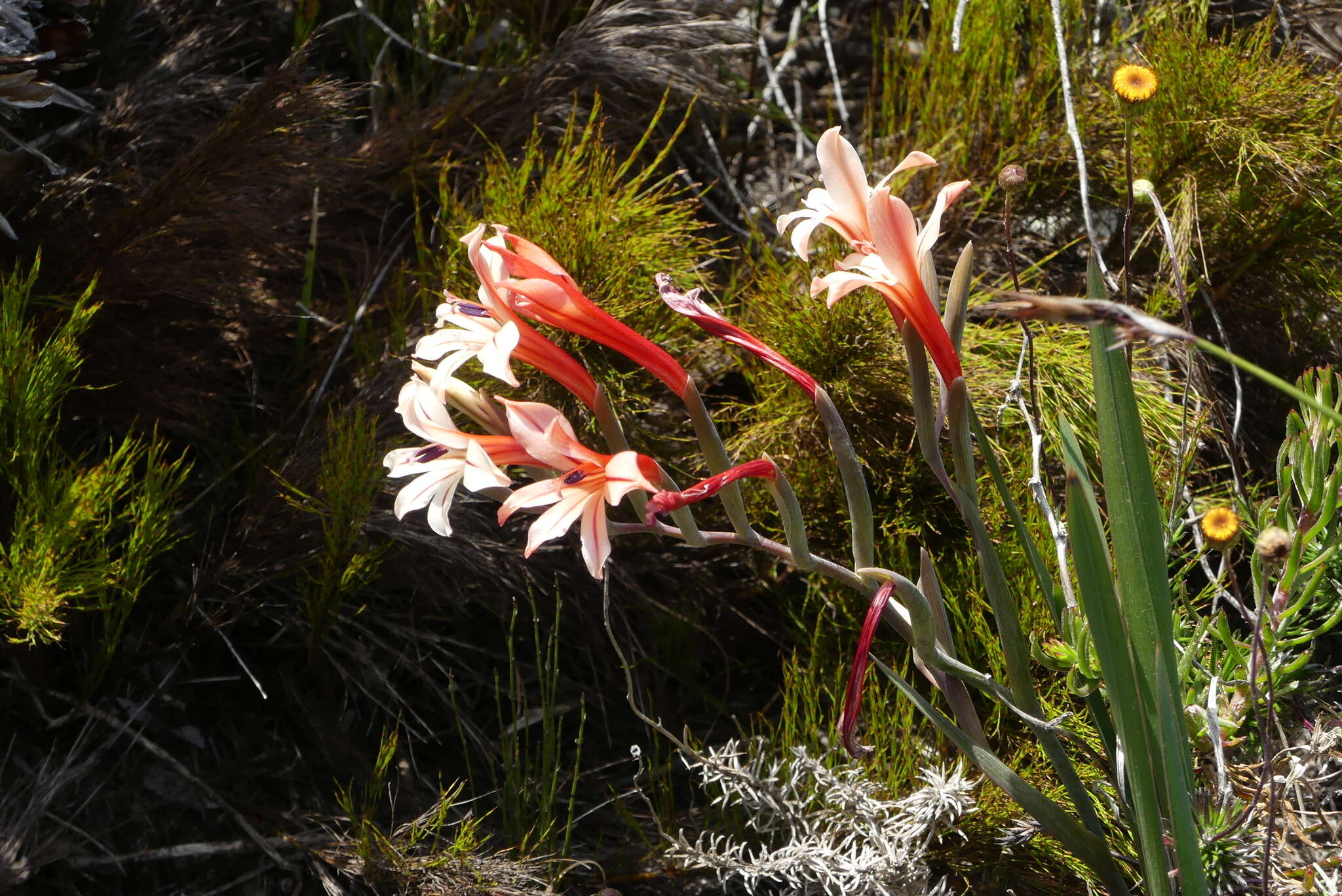 Gladiolus miniatus Eckl. resmi