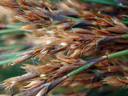 Image of Sporadanthus traversii (F. Muell.) Buchanan