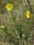 Sivun Oenothera stricta subsp. stricta kuva