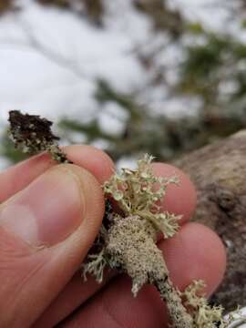 Ramalina dilacerata (Hoffm.) Hoffm.的圖片