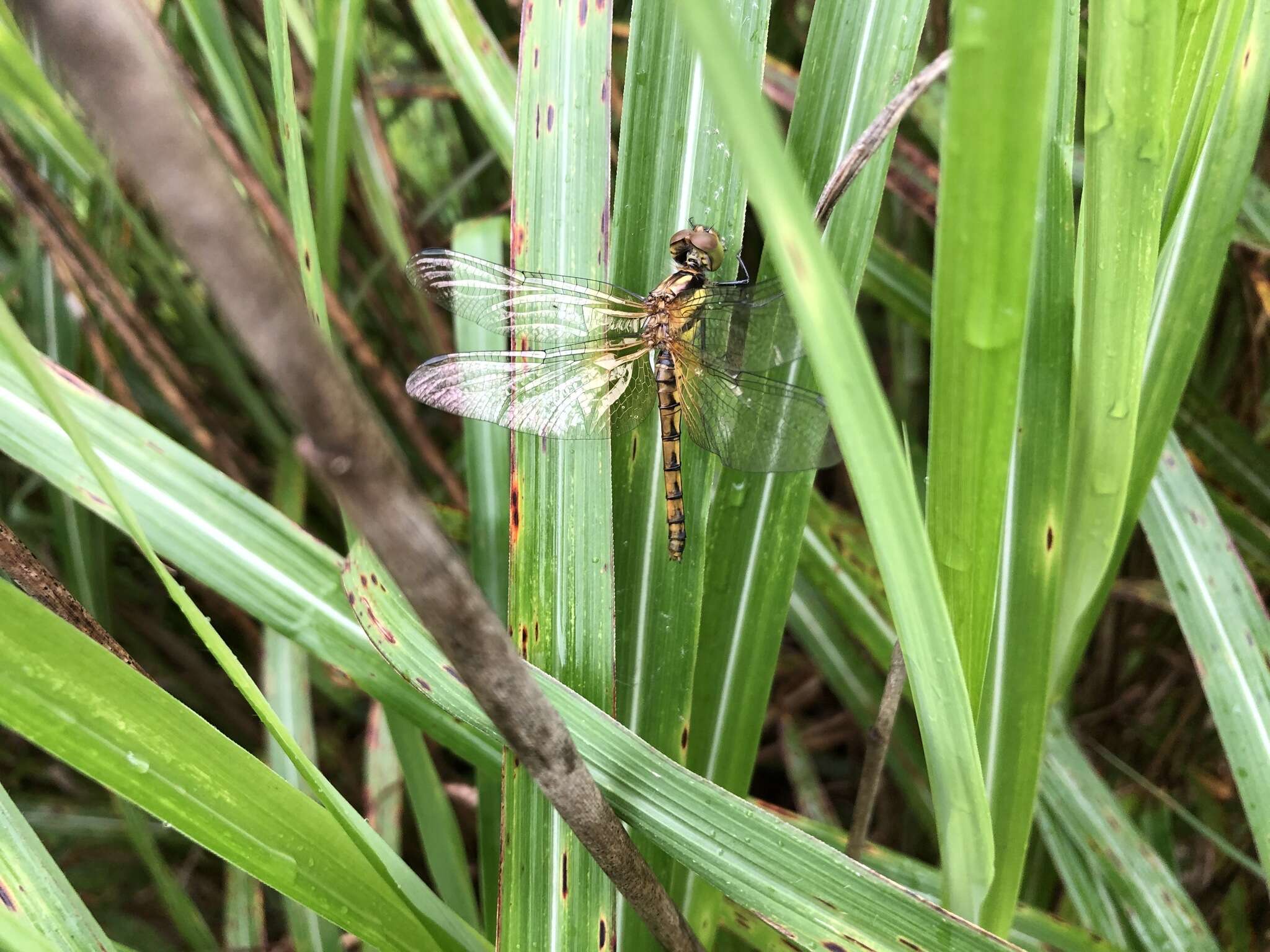 Image of Sympetrum speciosum Oguma 1915