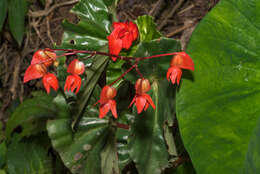 Image of Begonia stenotepala L. B. Sm. & B. G. Schub.