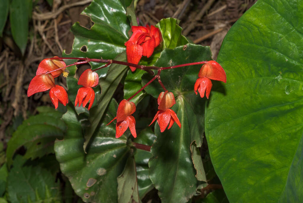 Image of Begonia stenotepala L. B. Sm. & B. G. Schub.