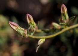 Imagem de Campanula stricta L.