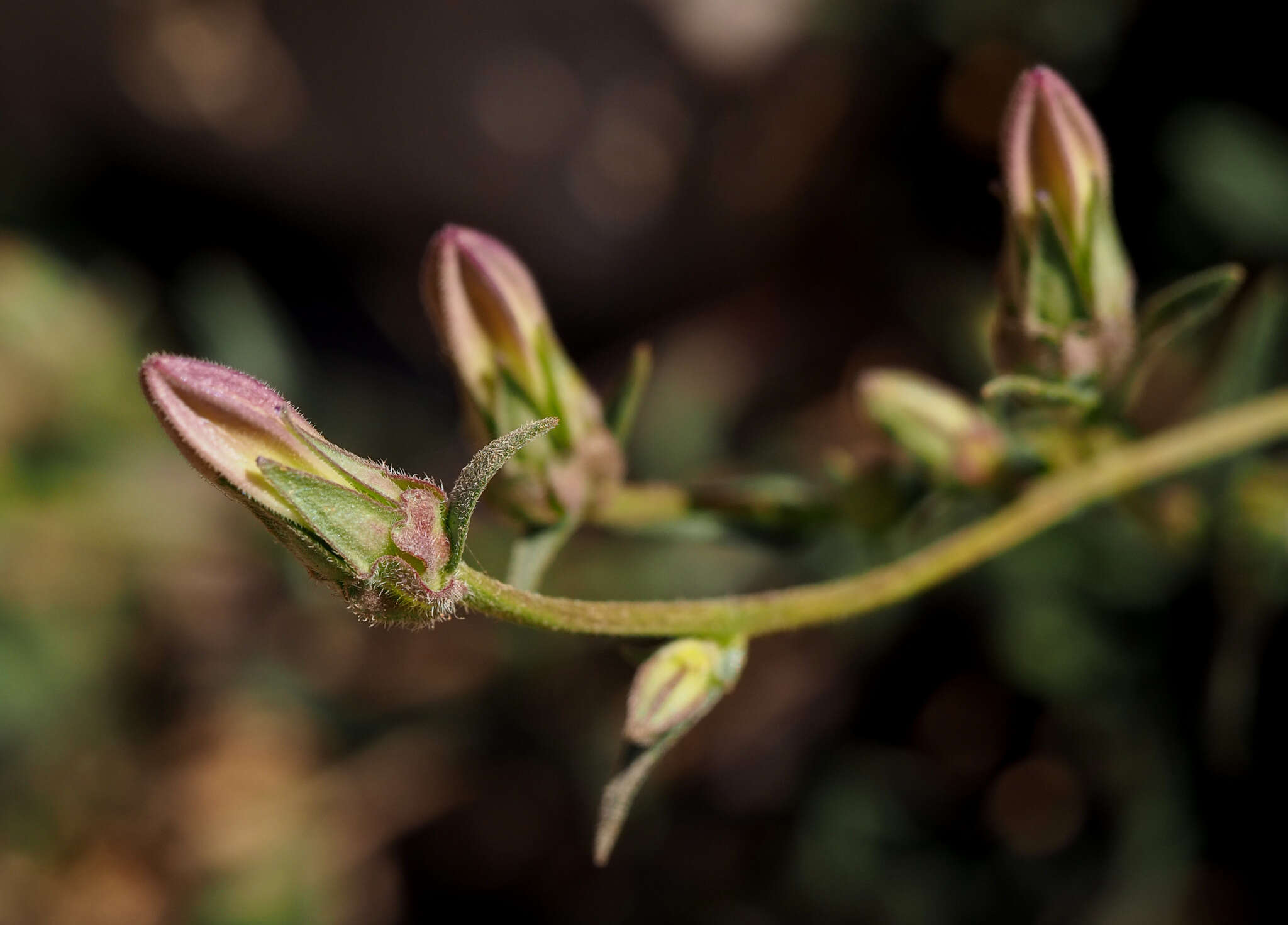 Imagem de Campanula stricta L.