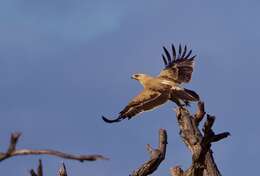 Image of Tawny Eagle