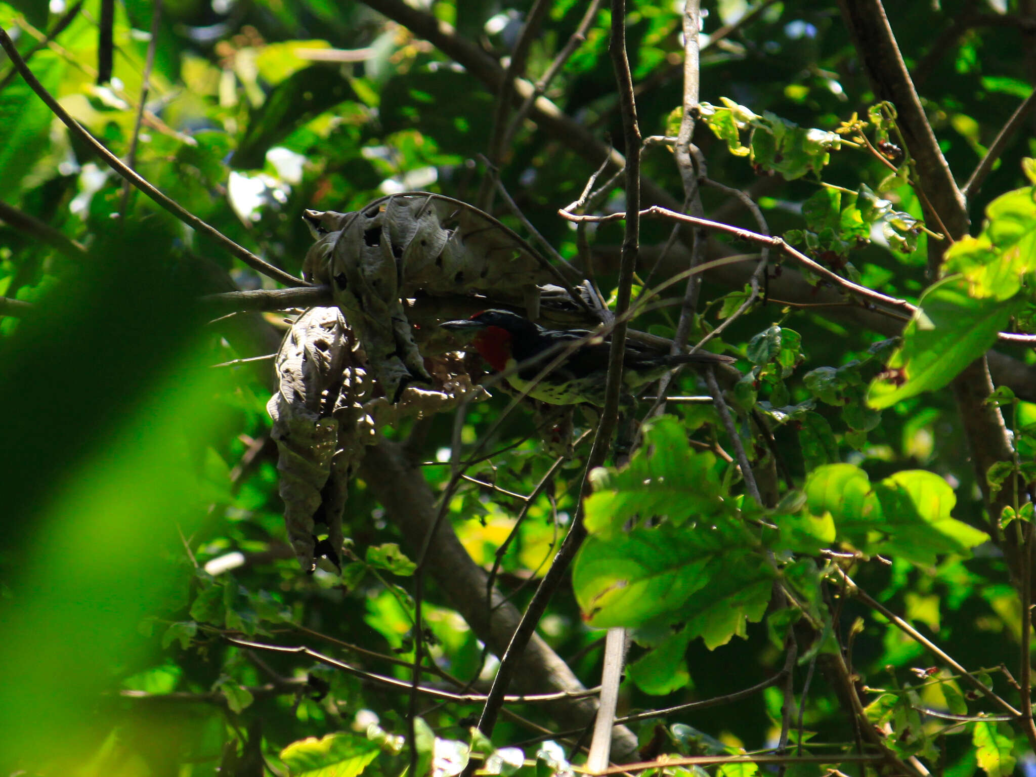 Image of Black-spotted Barbet