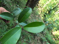 Image of Syzygium caryophyllatum (L.) Alston