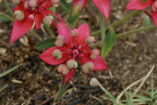 Слика од Euphorbia strigosa Hook. & Arn.