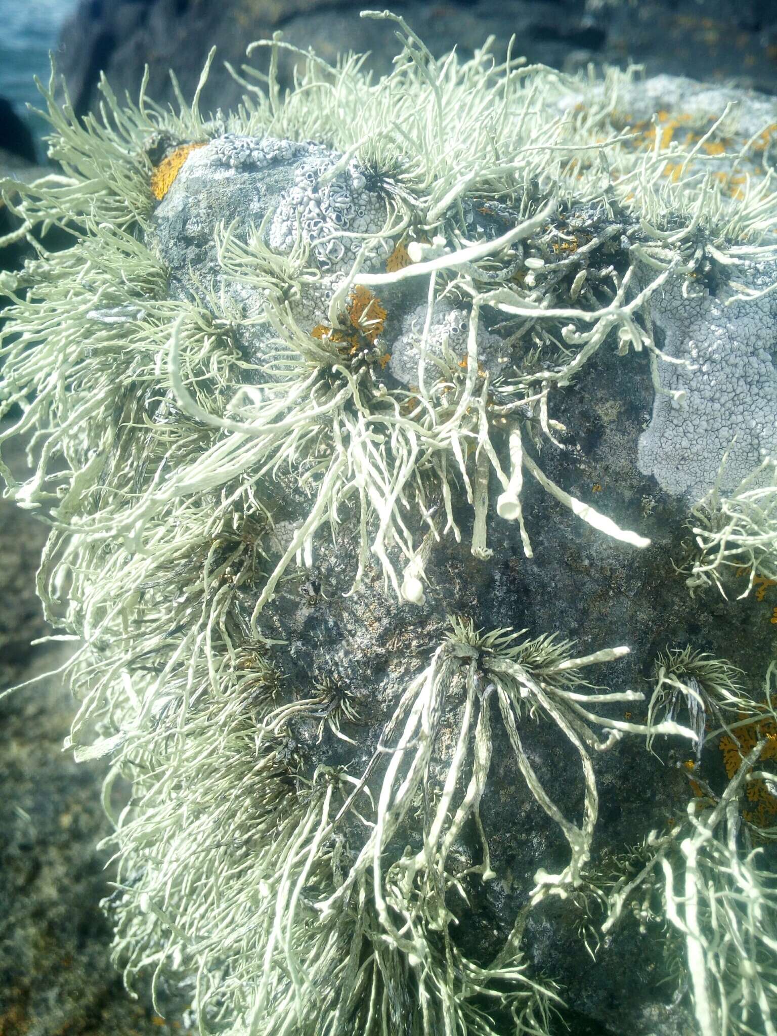 Image of Ramalina cuspidata (Ach.) Nyl.