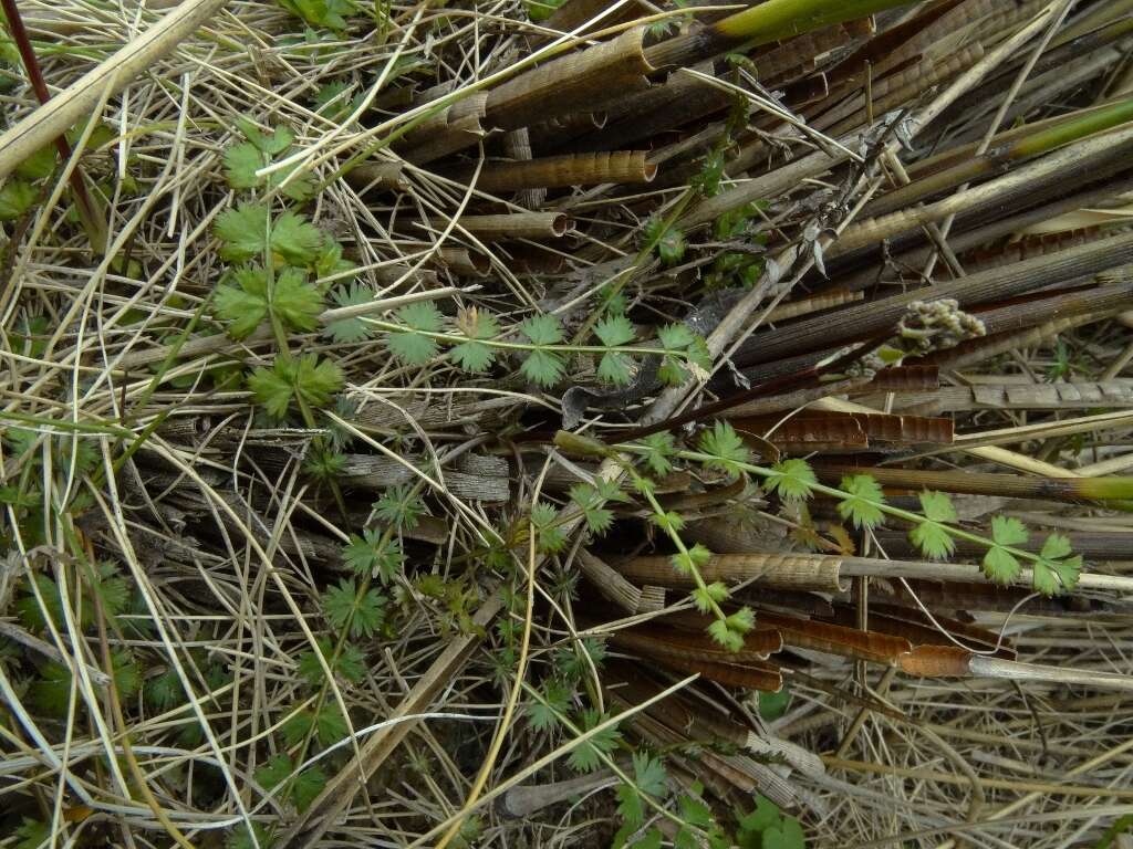 Imagem de Anisotome aromatica var. flabellifolia (Simpson) Allan