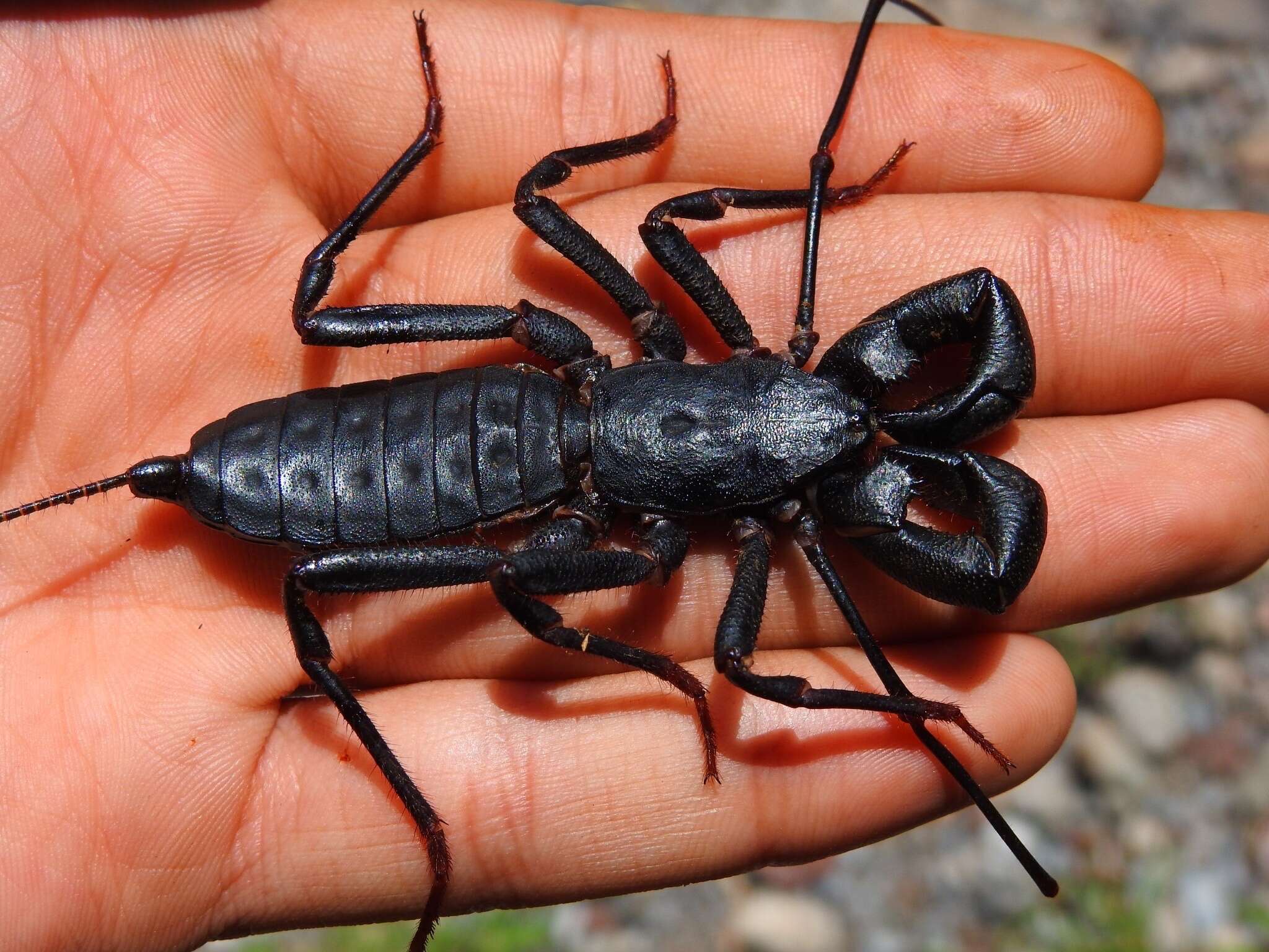 Image of Mastigoproctus cinteotl Barrales-Alcalá, Francke & Prendini 2018