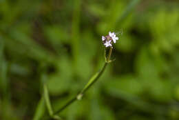 Image of <i>Verbena <i>litoralis</i></i> var. litoralis